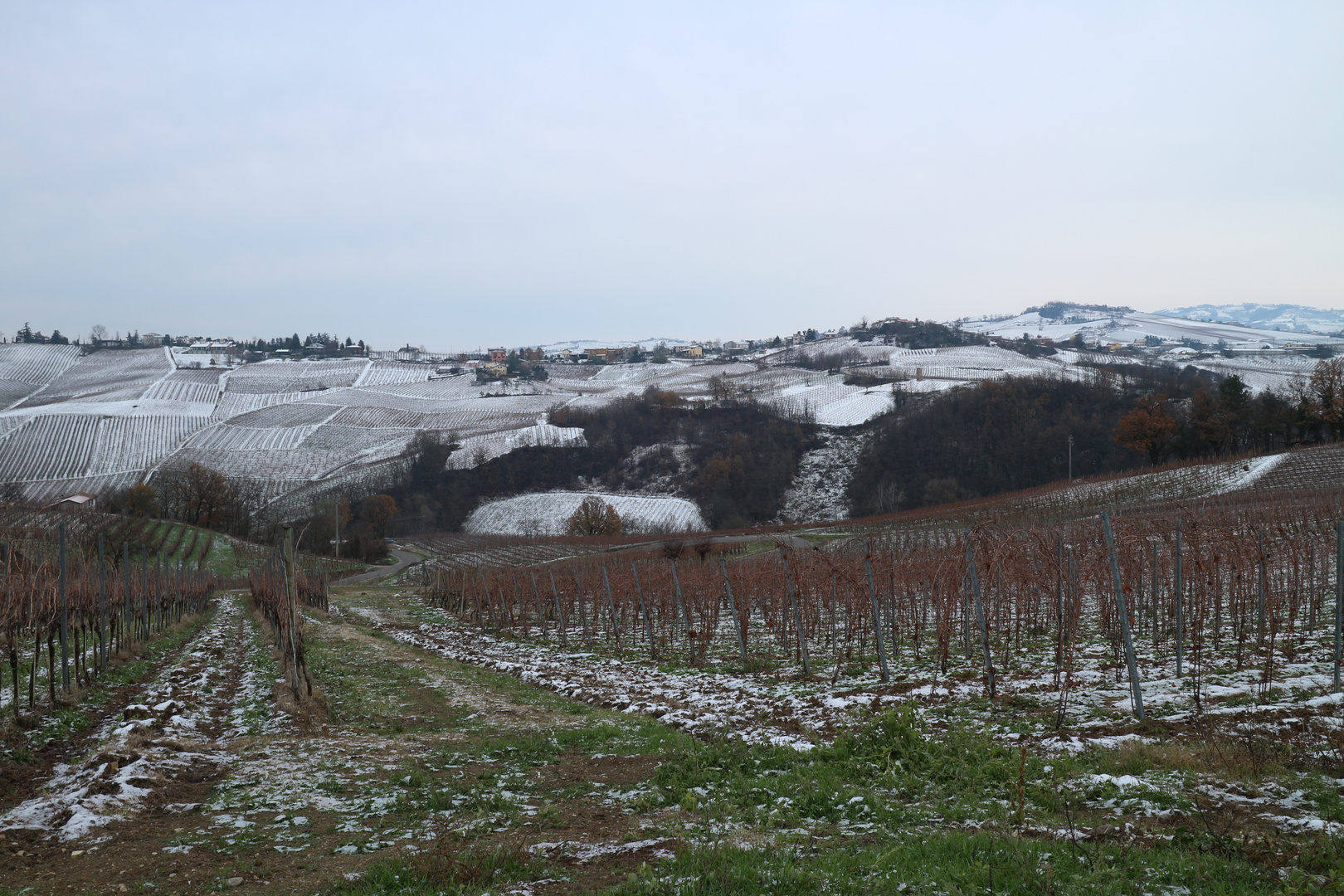 Vineyard and Snow II