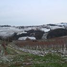 Vineyard and Snow II