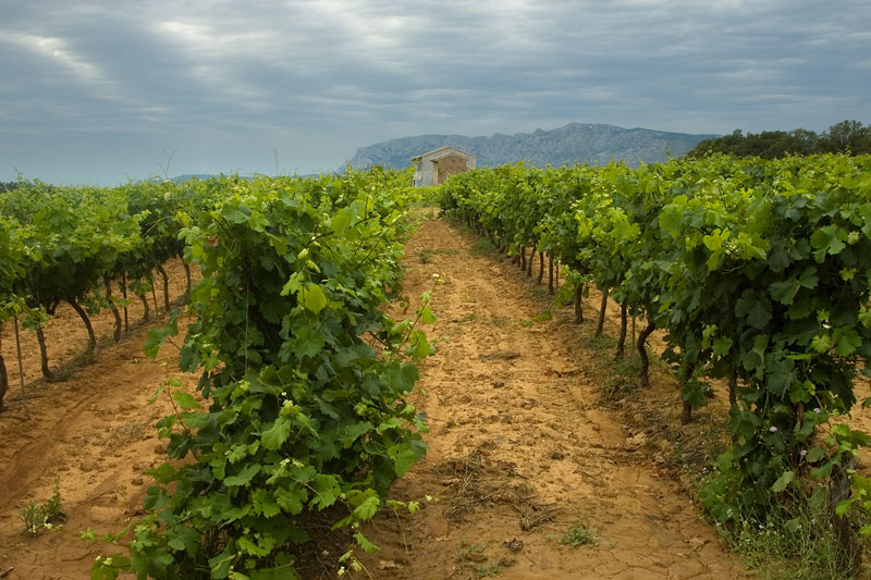 Vineyard