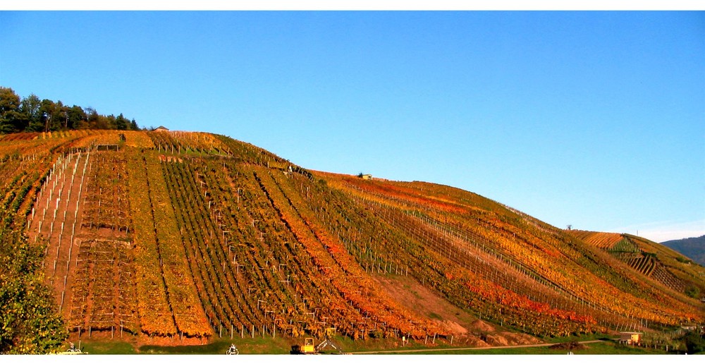 Vineyard in autumn colors  - '6'