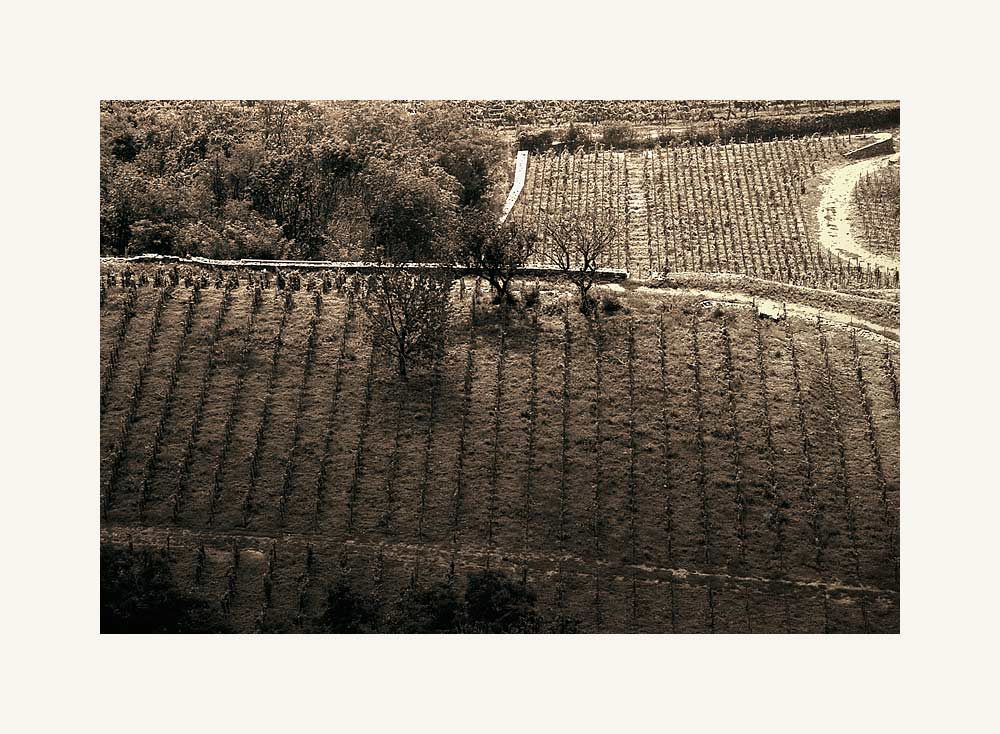 Vineyard in Badacsony