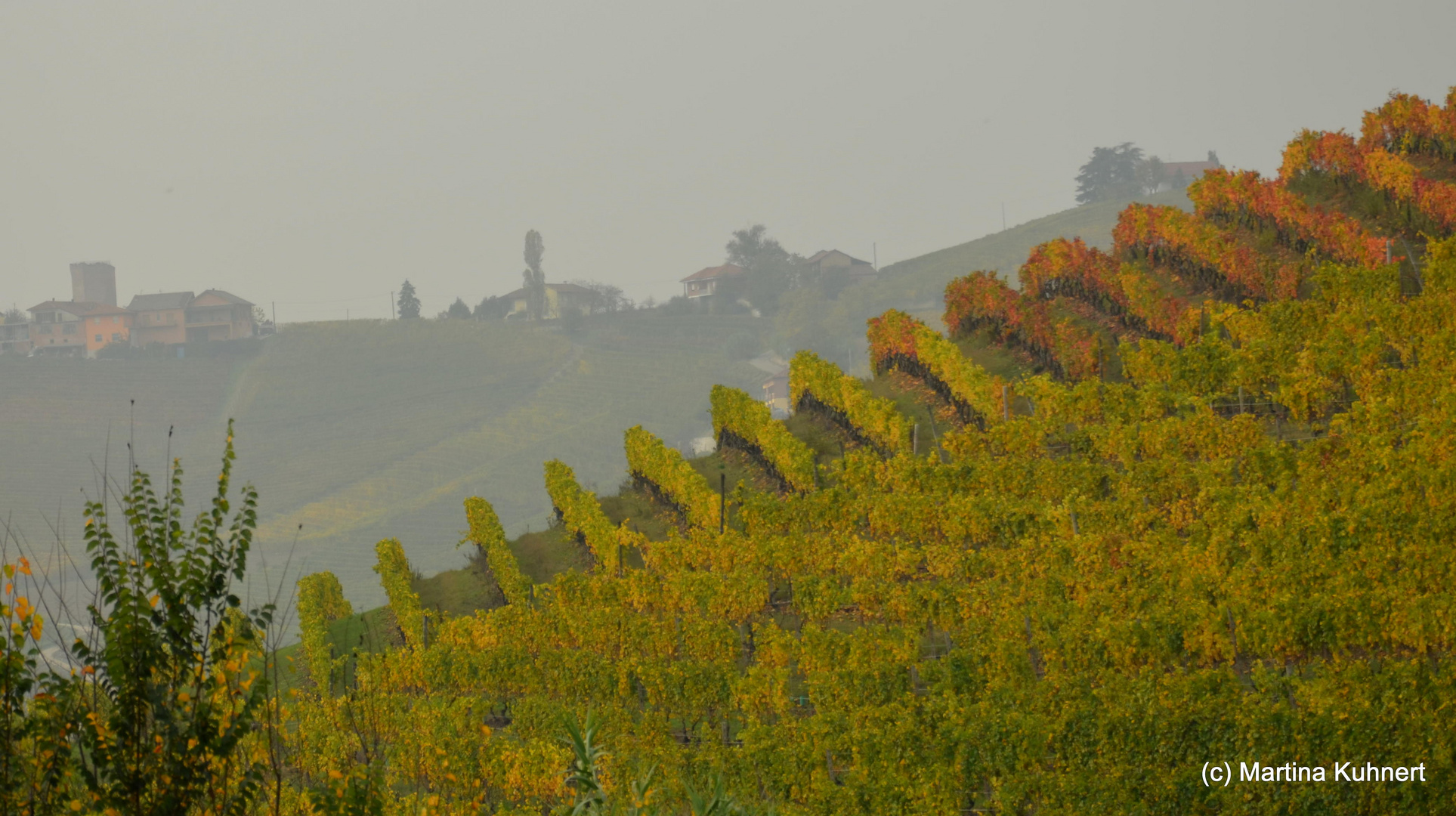 Vineyard in orange