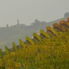 Vineyard in orange