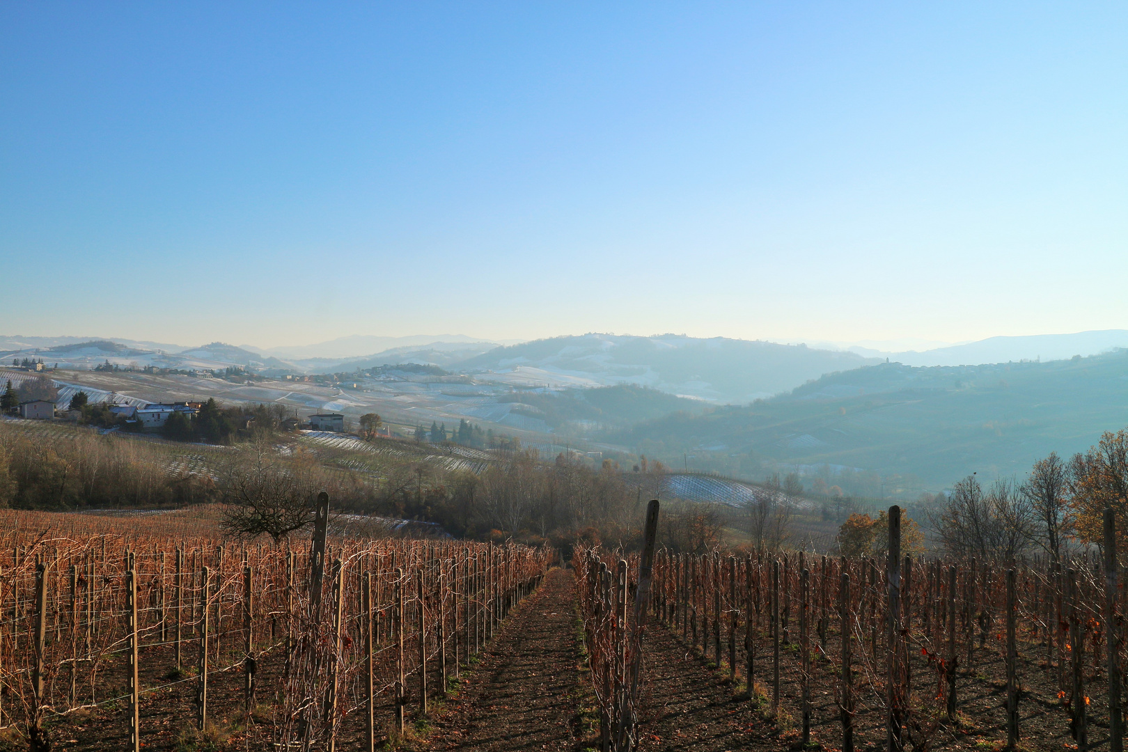 Vineyard in Sannazzaro