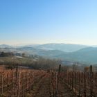 Vineyard in Sannazzaro
