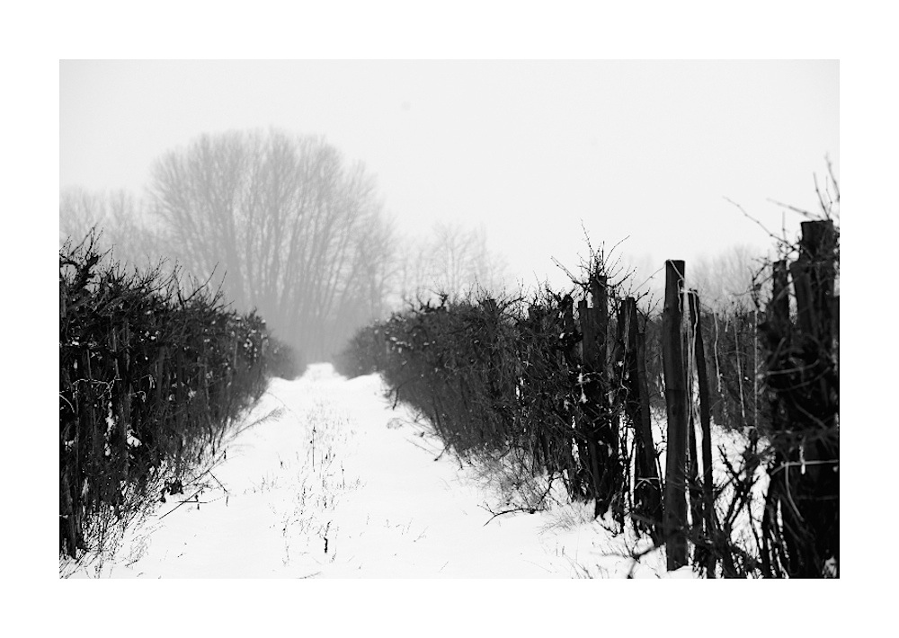 Vineyard In Snow