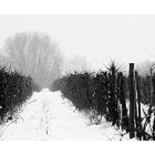 Vineyard In Snow