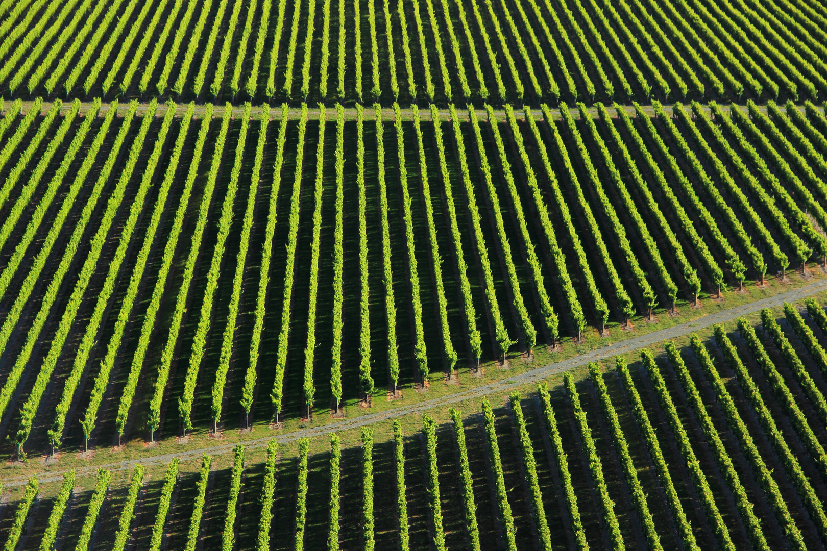 Vineyard next to Blenheim