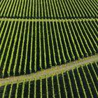 Vineyard next to Blenheim