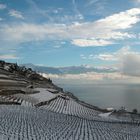 Vineyard overlooking Lake Geneva