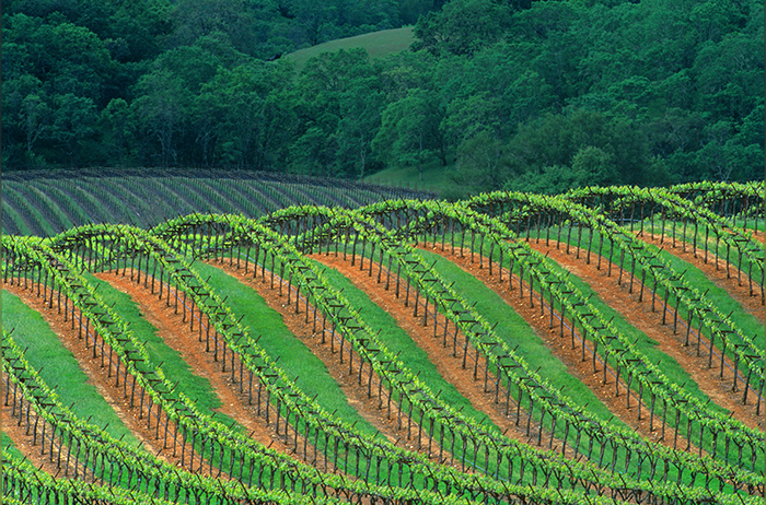 Vineyard Rows in the Alexander Valley of California's Wine Country