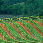 Vineyard Rows in the Alexander Valley of California's Wine Country