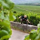 vineyard skater