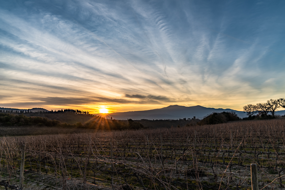 Vineyard Sunrise