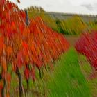 Vineyard_blurred