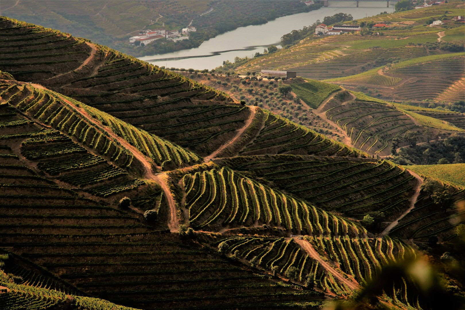 Vineyards  1