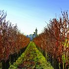 Vineyards at Chateau Pape Clemont, Bordeaux France