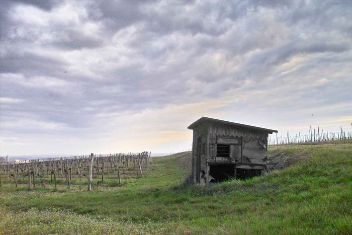 Vineyards