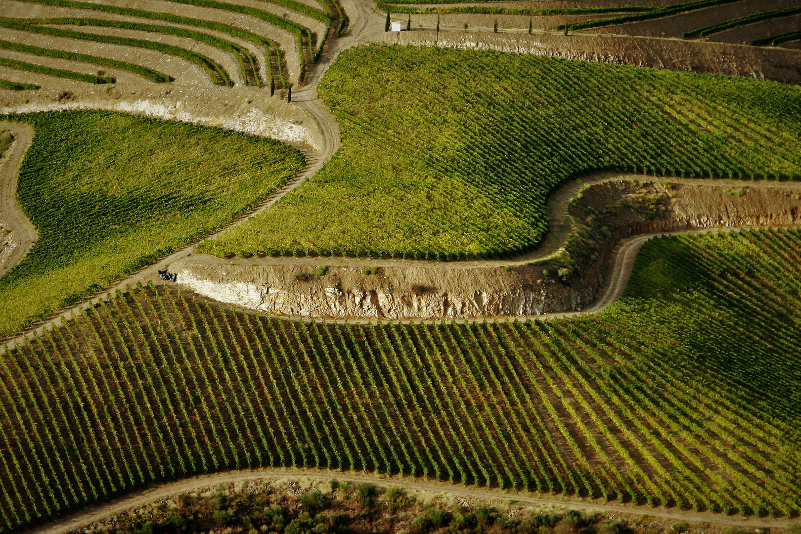 Vineyards design