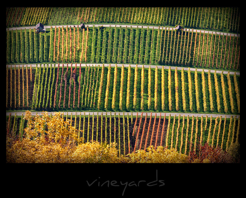 vineyards I