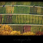 vineyards I