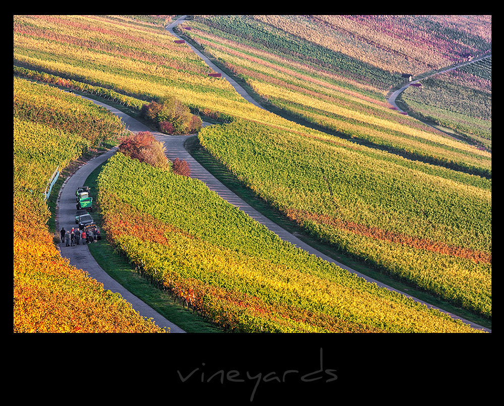 vineyards II