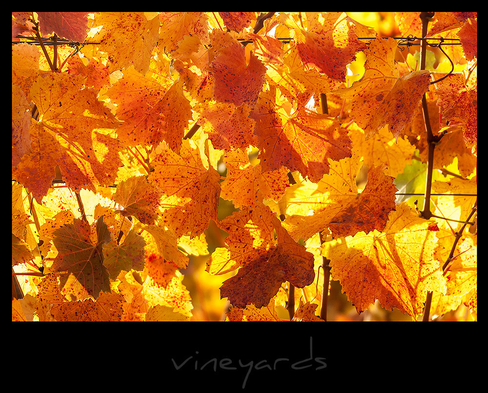 vineyards III