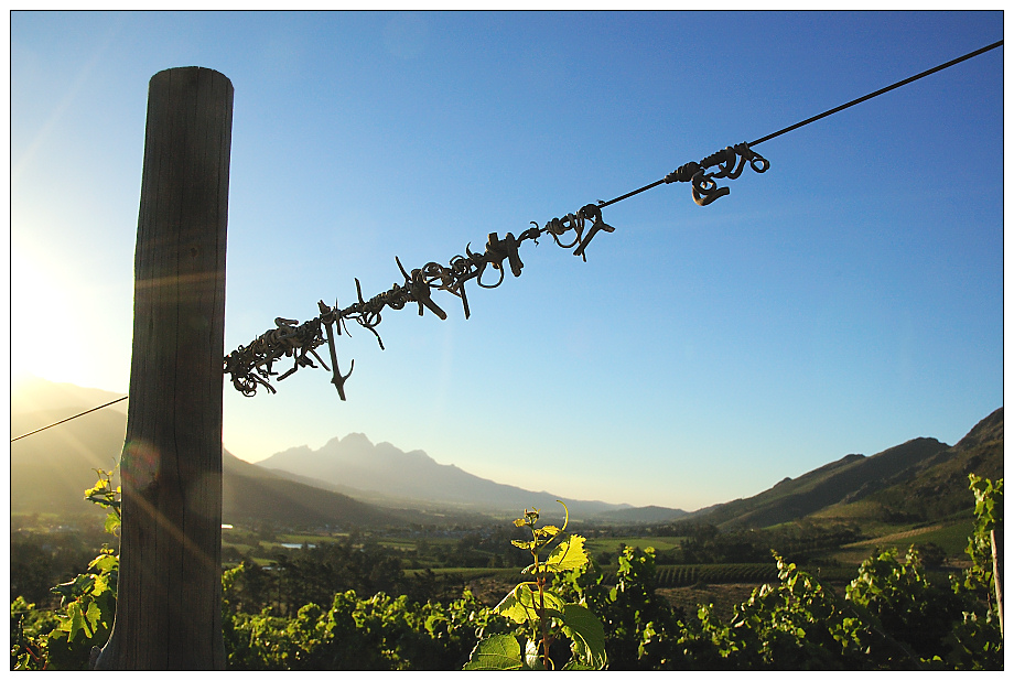 vineyards in the evening light