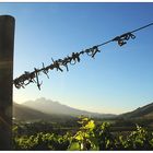 vineyards in the evening light