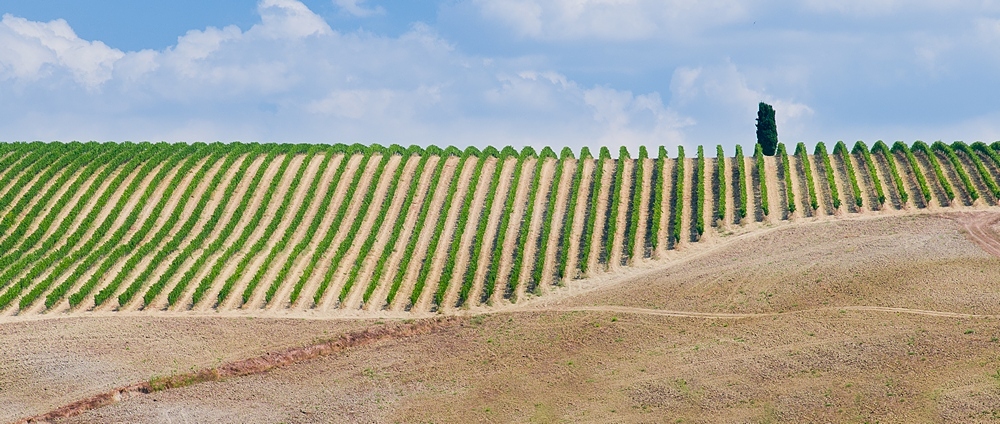 Vineyards in the Tuscany