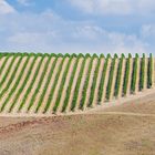 Vineyards in the Tuscany