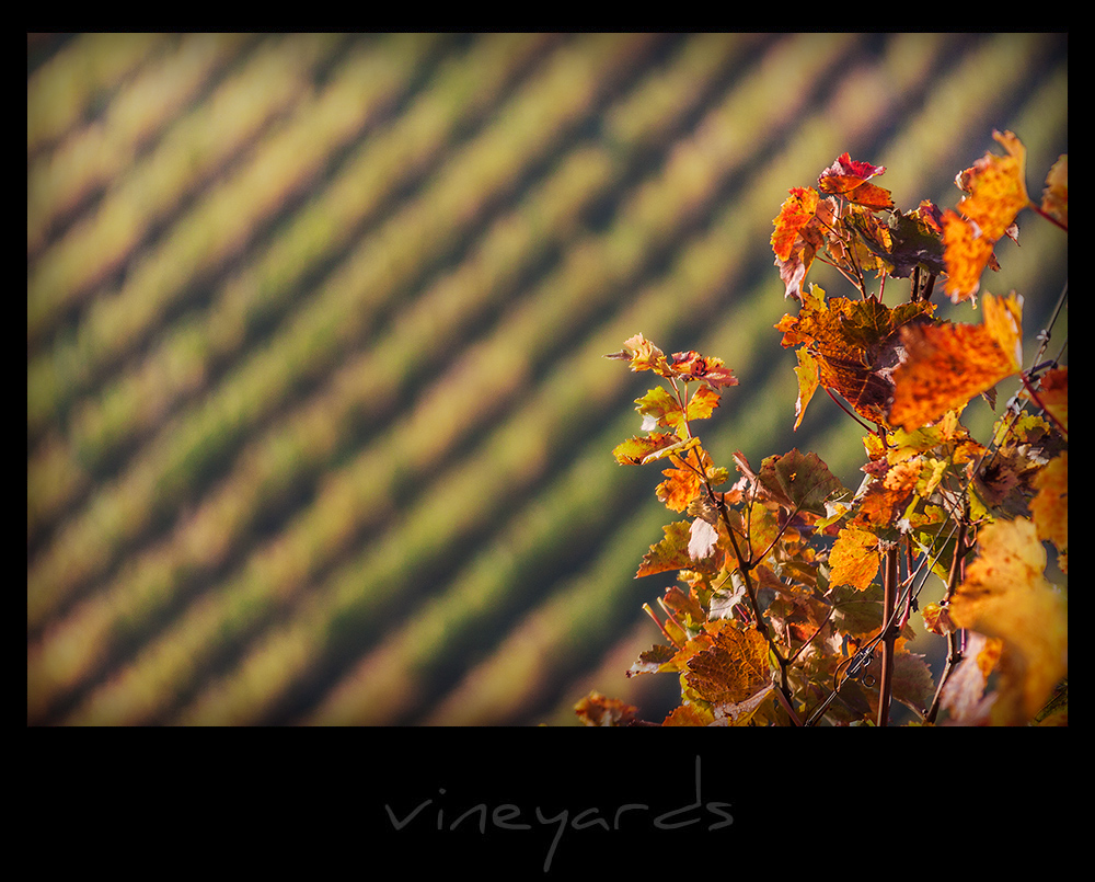 vineyards IV