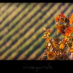 vineyards IV