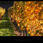 vineyards IX