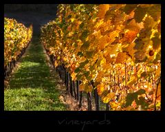 vineyards IX