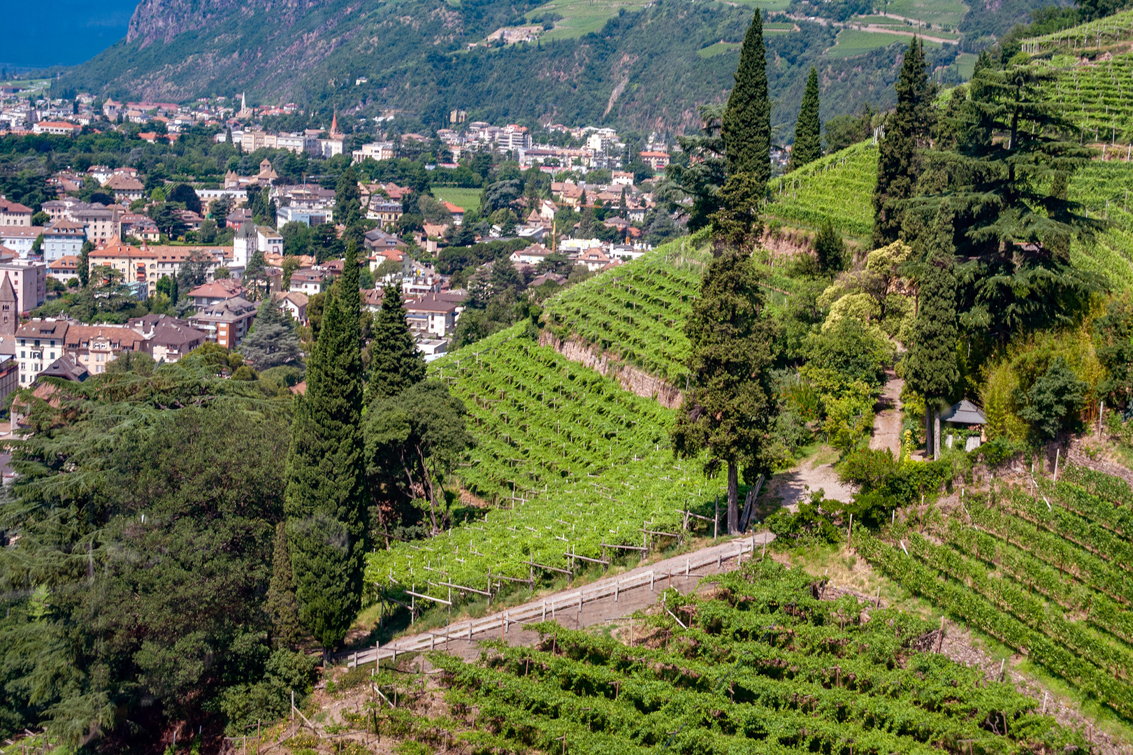 Vineyards near Bolzano