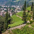 Vineyards near Bolzano