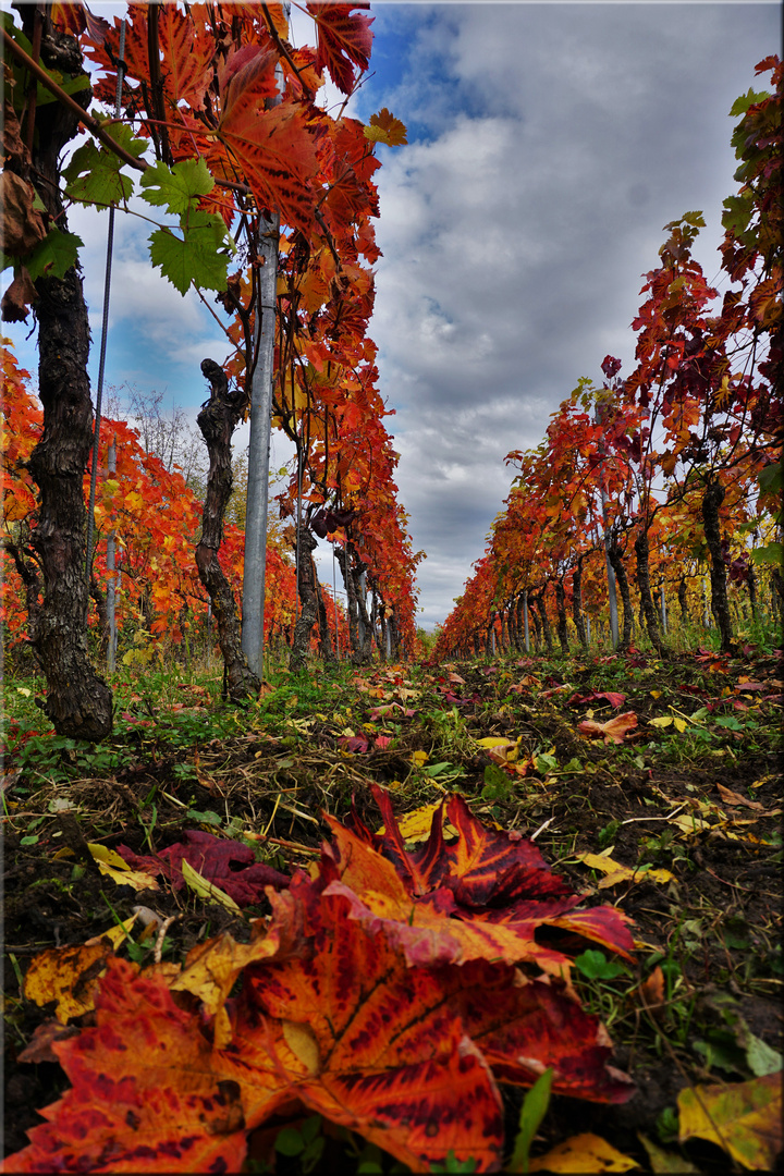 vineyards near Freiburg (Germany)