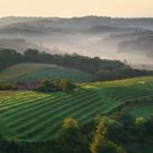 vineyards of Slovenia 1