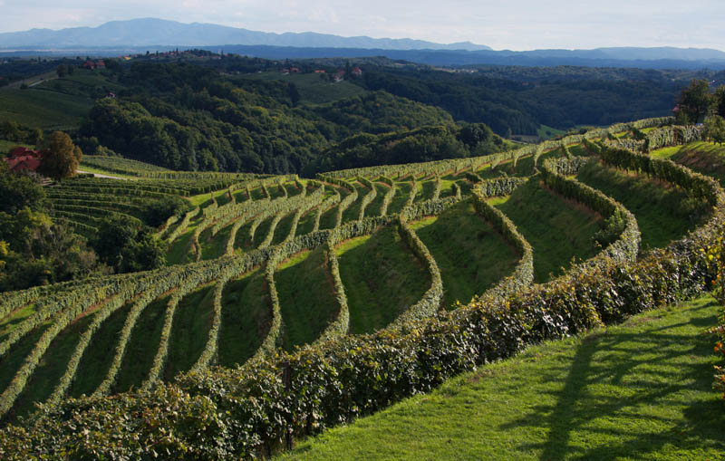 vineyards of Slovenia 2