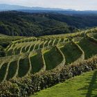 vineyards of Slovenia 2