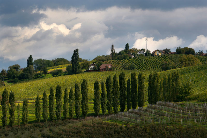 vineyards of Slovenia 3