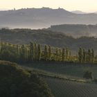 vineyards of Slovenia 5