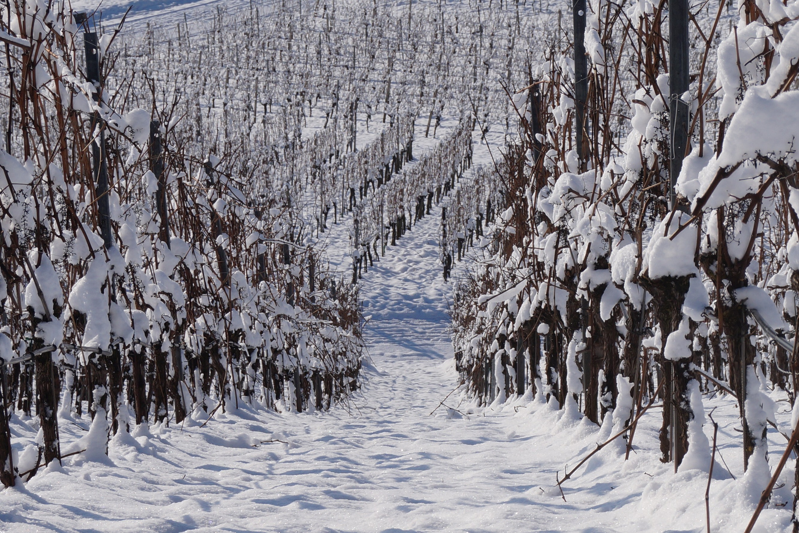 vineyards on a sunny winter day 2