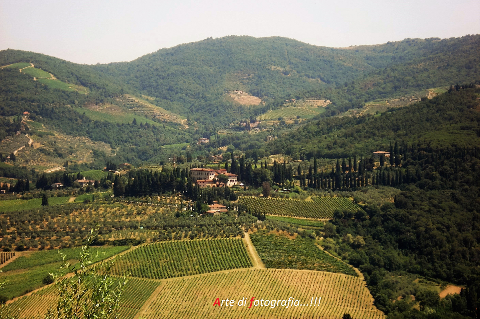 vineyards Toscani