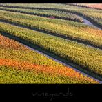 vineyards V