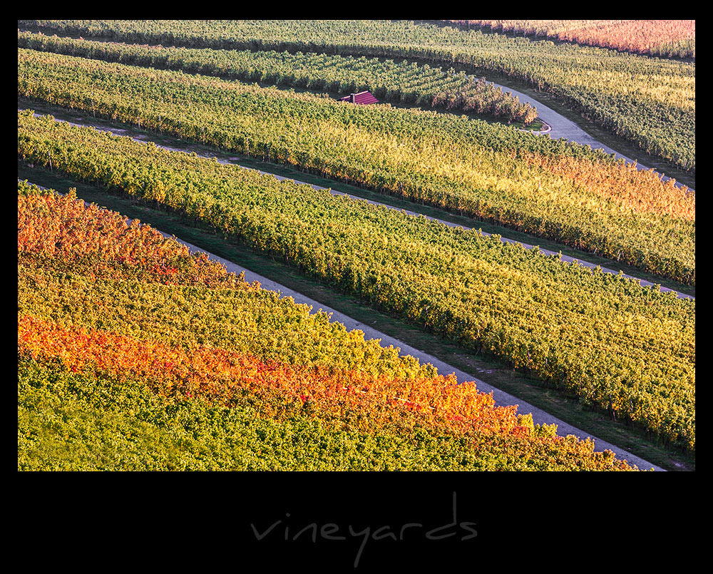 vineyards V