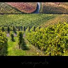 vineyards VI