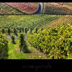 vineyards VI