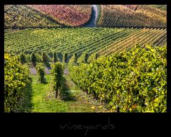 vineyards VI